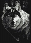 (image for) Dragon Wolf